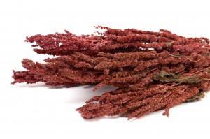 dried-amaranthus-29.