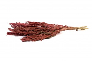 dried-amaranthus-29.