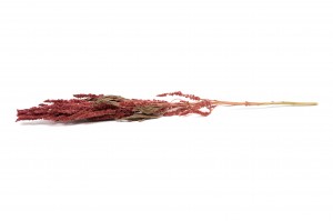dried-amaranthus-29.