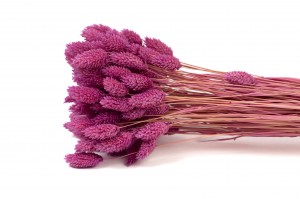 trockenes-phalaris-12.