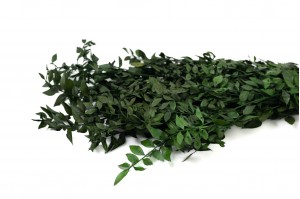 ruscus-stabilise-29