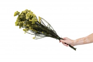 preserved-diosmirice-flower-6.