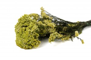 preserved-diosmirice-flower-6.