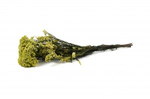 preserved-diosmirice-flower-6.