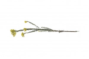 preserved-diosmirice-flower-6.