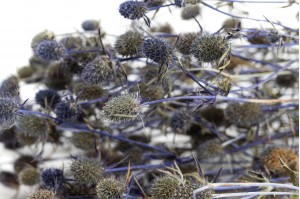 dried-thistle-eryngium-18.