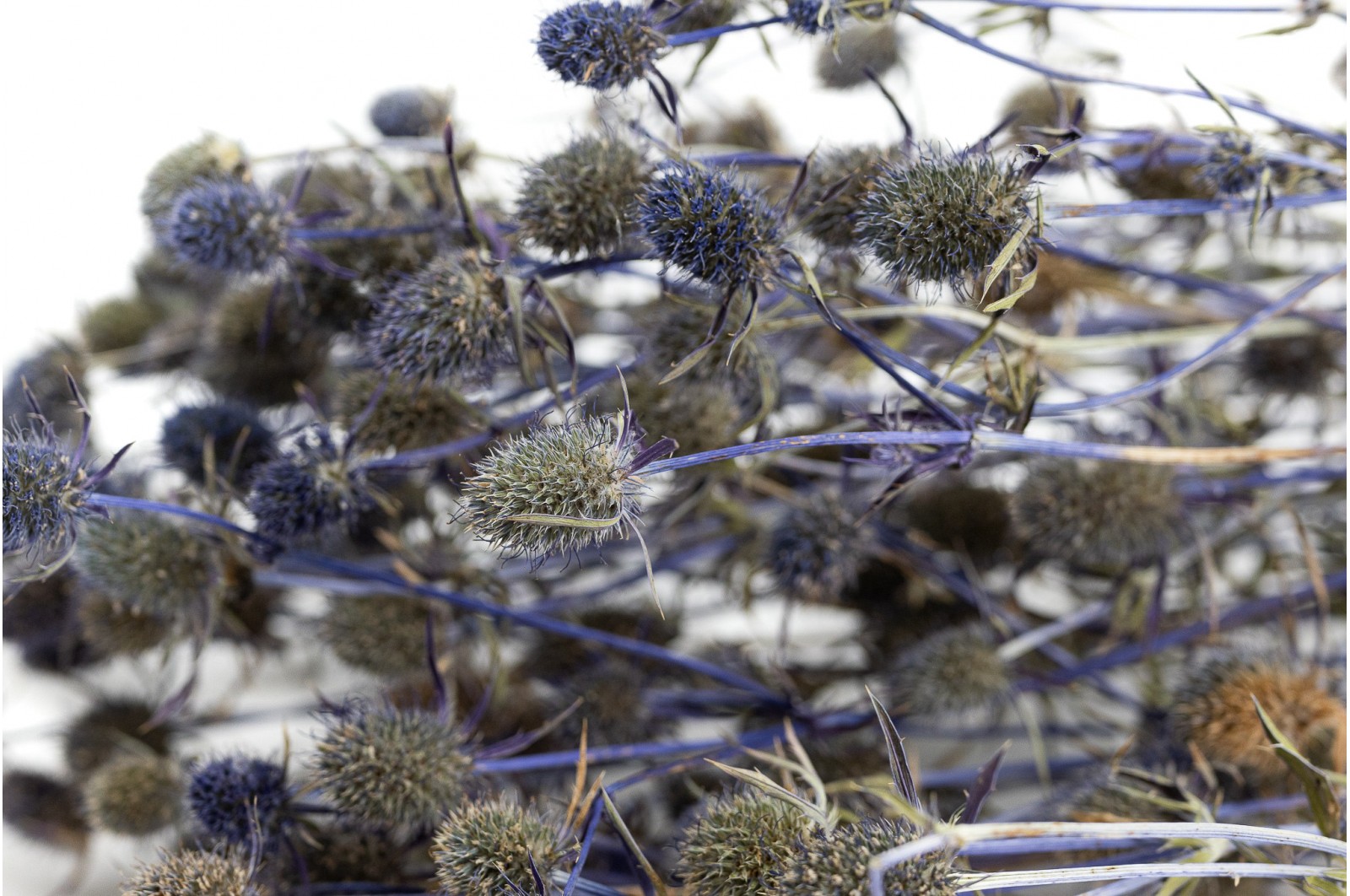 dried-thistle-eryngium-18