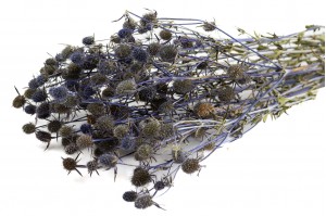 dried-thistle-eryngium-18.