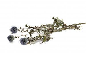 dried-thistle-18.