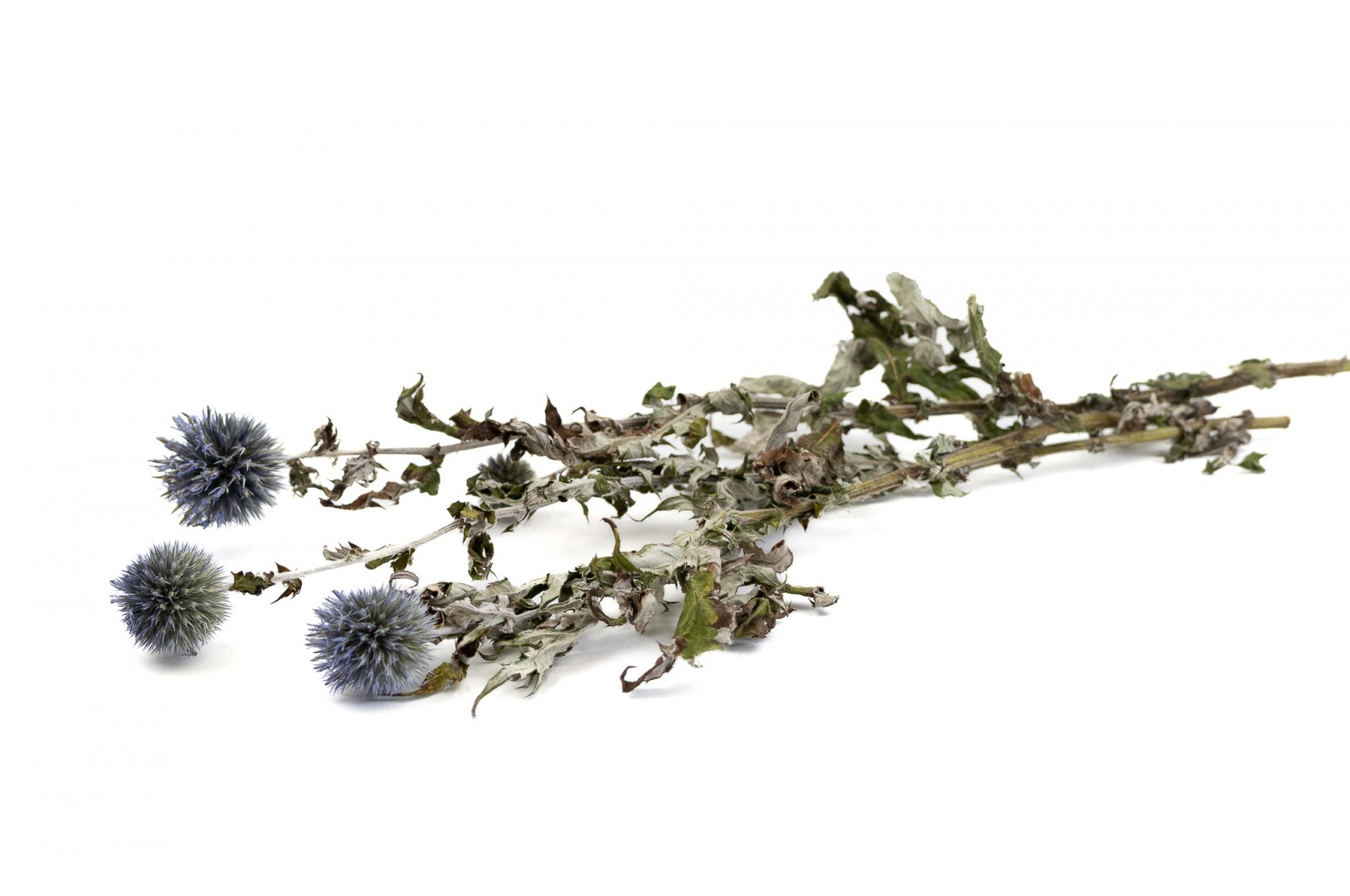 dried-thistle-18