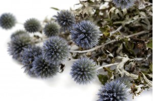 dried-thistle-18