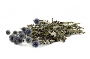dried-thistle-18.