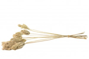 dried-fennel-18.