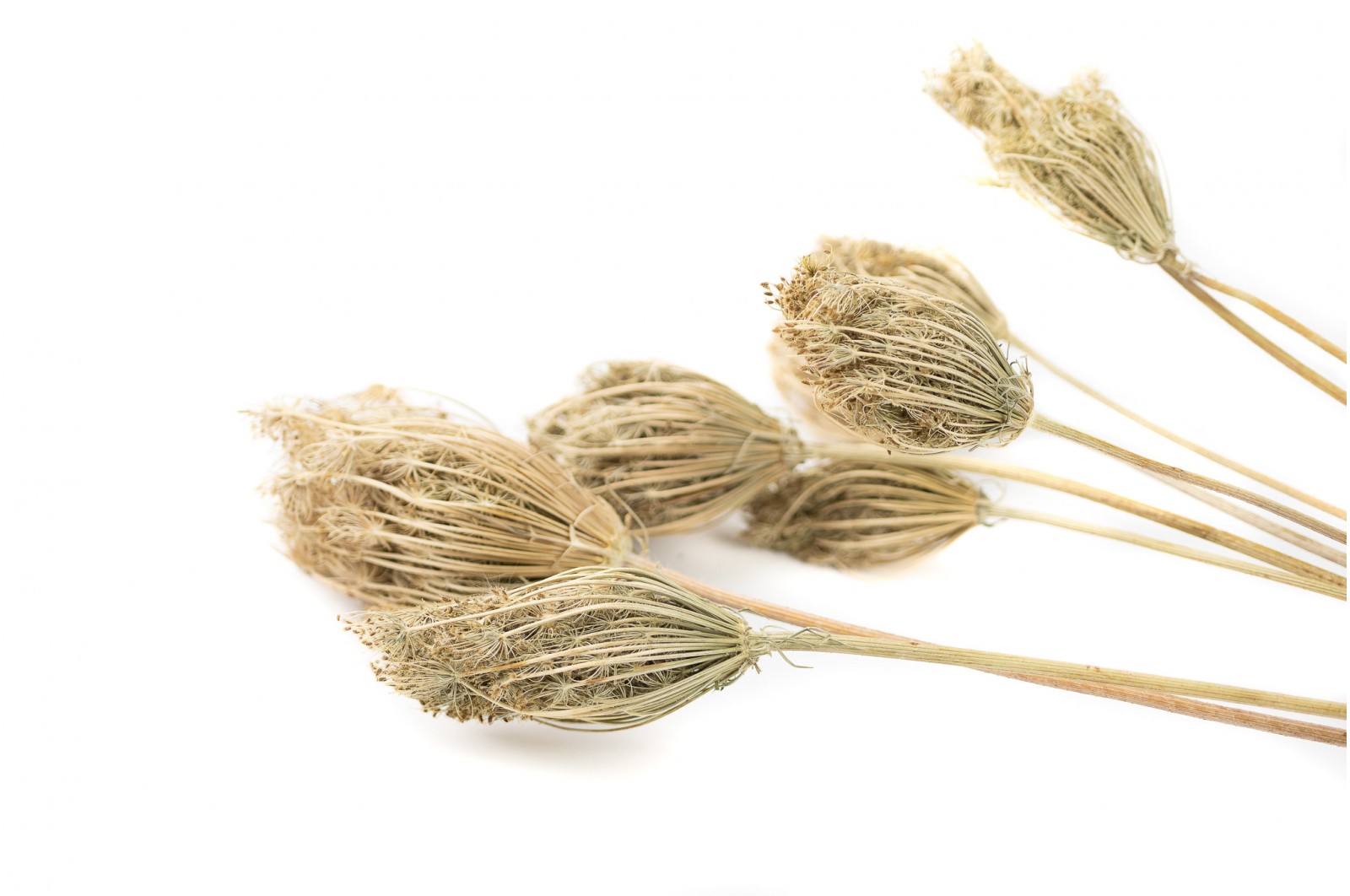 dried-fennel-18