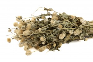 dried-gromphrena-18.