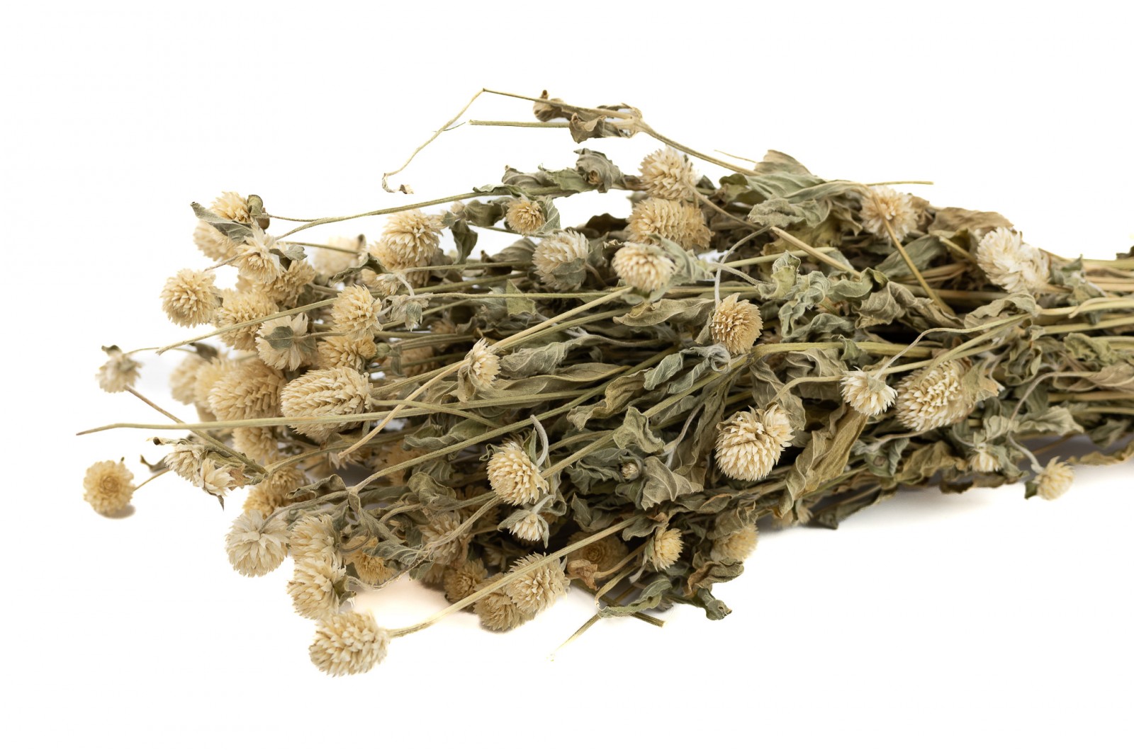 dried-gromphrena-18