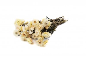 dried-helichrysum-18.