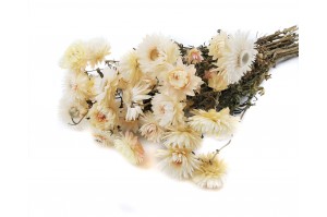 dried-helichrysum-18.