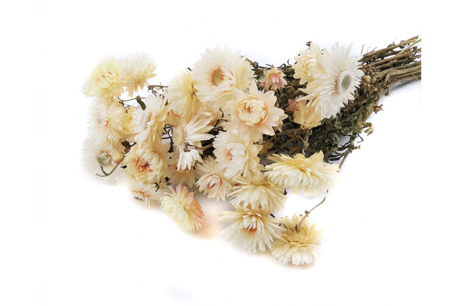 dried-helichrysum-18