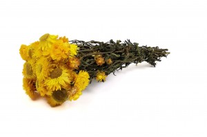 dried-helichrysum-18.