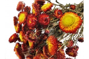 dried-helichrysum-18.