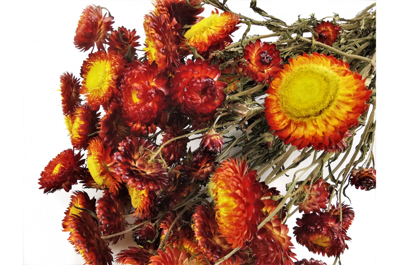 dried-helichrysum-18