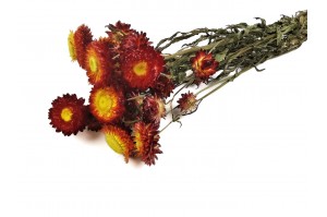 dried-helichrysum-18.