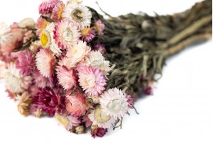 dried-helichrysum-18.