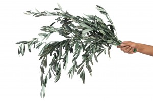 olivier-provencal-stabilise-6.
