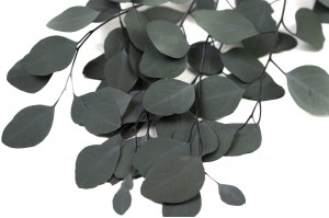 eucalyptus-populus-stabilise-11.