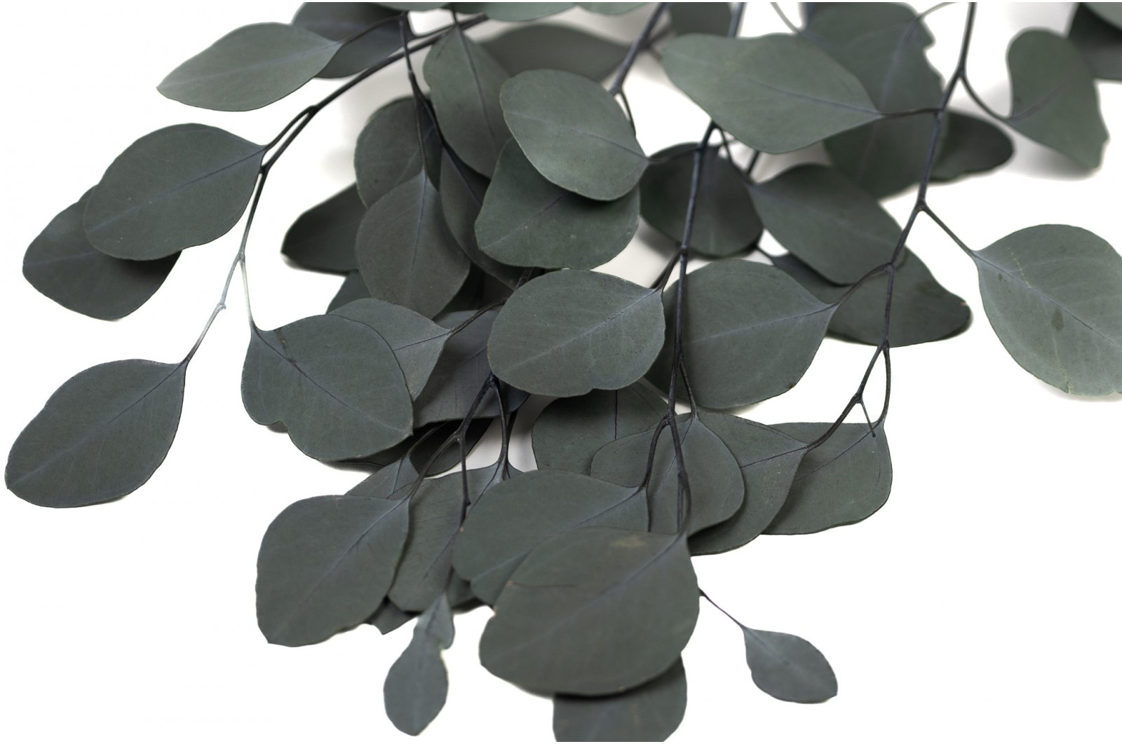 eucalyptus-populus-stabilise-11