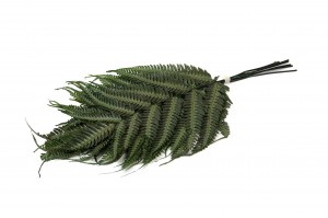 preserved-argyrea-fern-green-13.