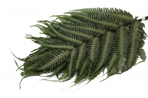 preserved-argyrea-fern-green-13.