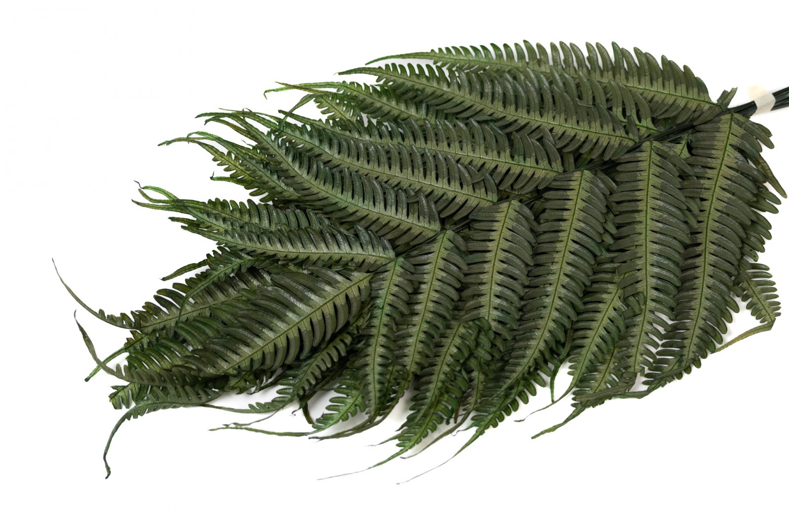 preserved-argyrea-fern-green-13