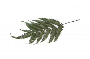 preserved-argyrea-fern-green-13.