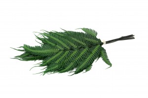 preserved-argyrea-fern-green-13.