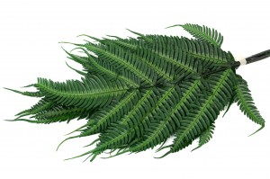 preserved-argyrea-fern-green-13