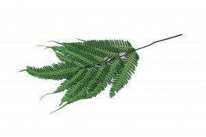 preserved-argyrea-fern-green-13.