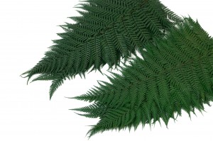 preserved-brillant-fern-13