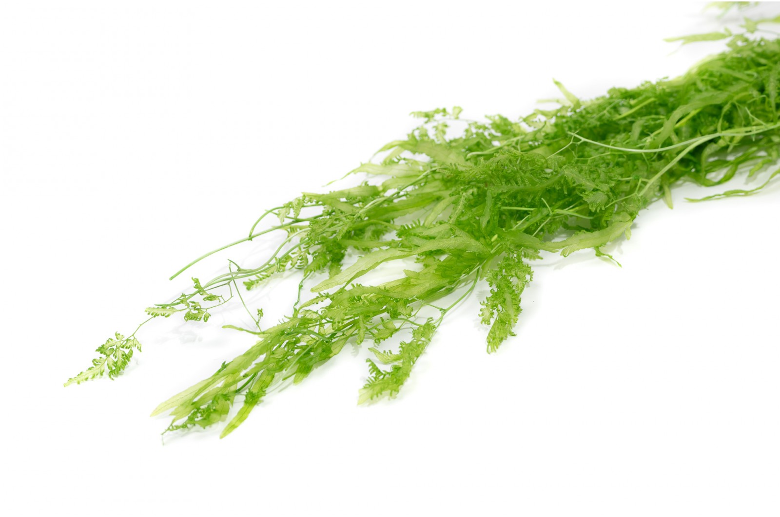 Preserved Algae aquatic (8)* preserved-algae-aquatic-8