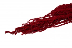 preserved-amaranthus-8