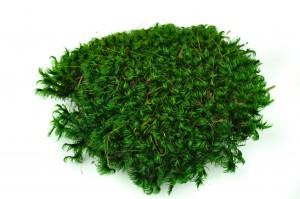 preserved-moss-from-provence-5