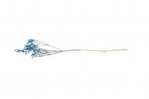 preserved-gypsophila-paniculata-6.