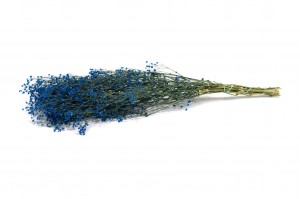 preserved-gypsophila-paniculata-6.