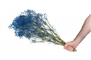 preserved-gypsophila-paniculata-6.