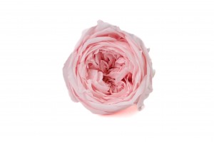 rose-anglaise-stabilisee-30.