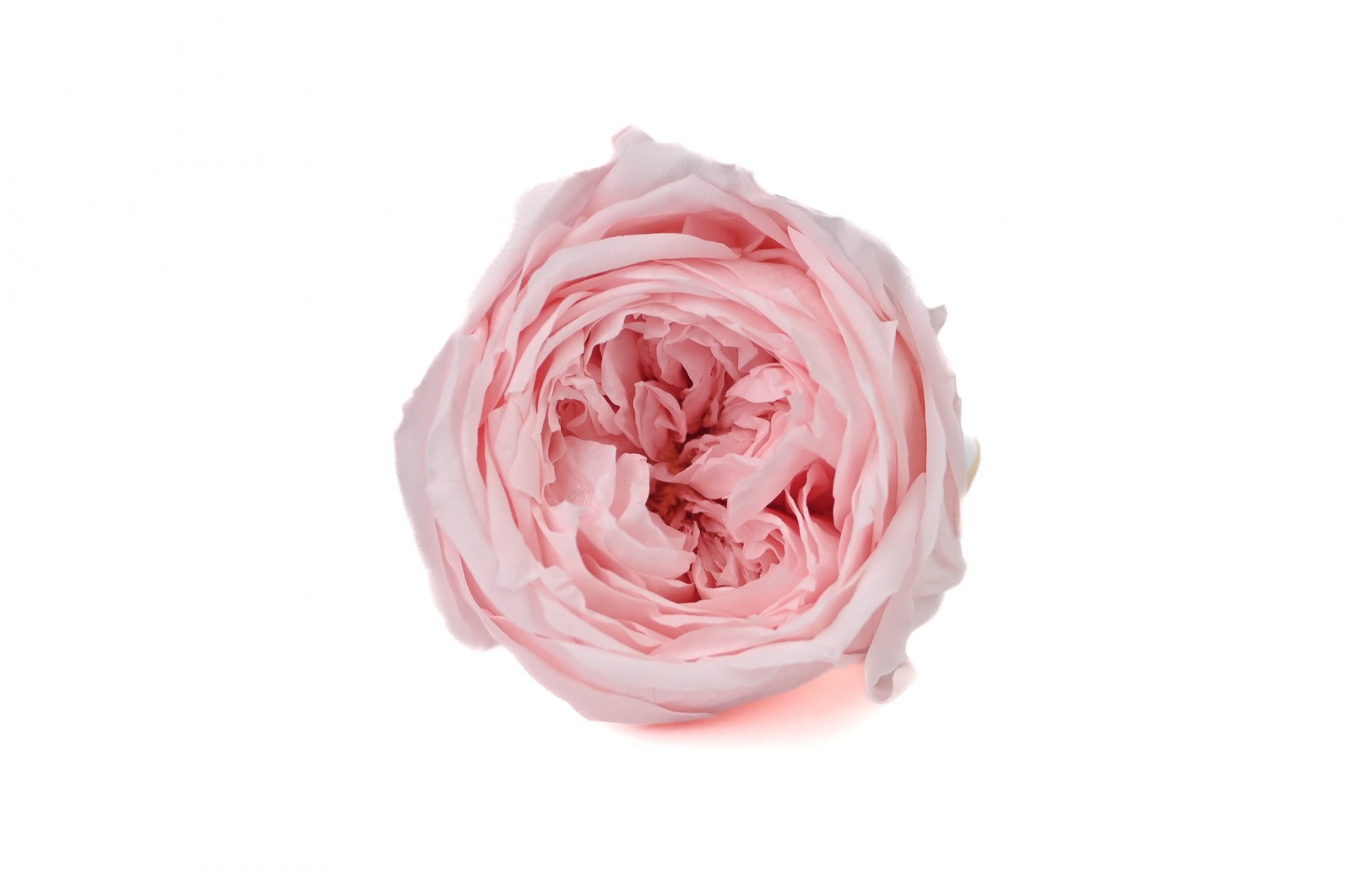 rose-anglaise-stabilisee-30