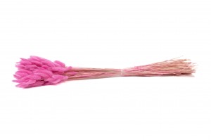 trockenes-lagurus-20.