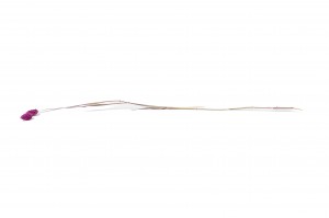 dried-phalaris-18.