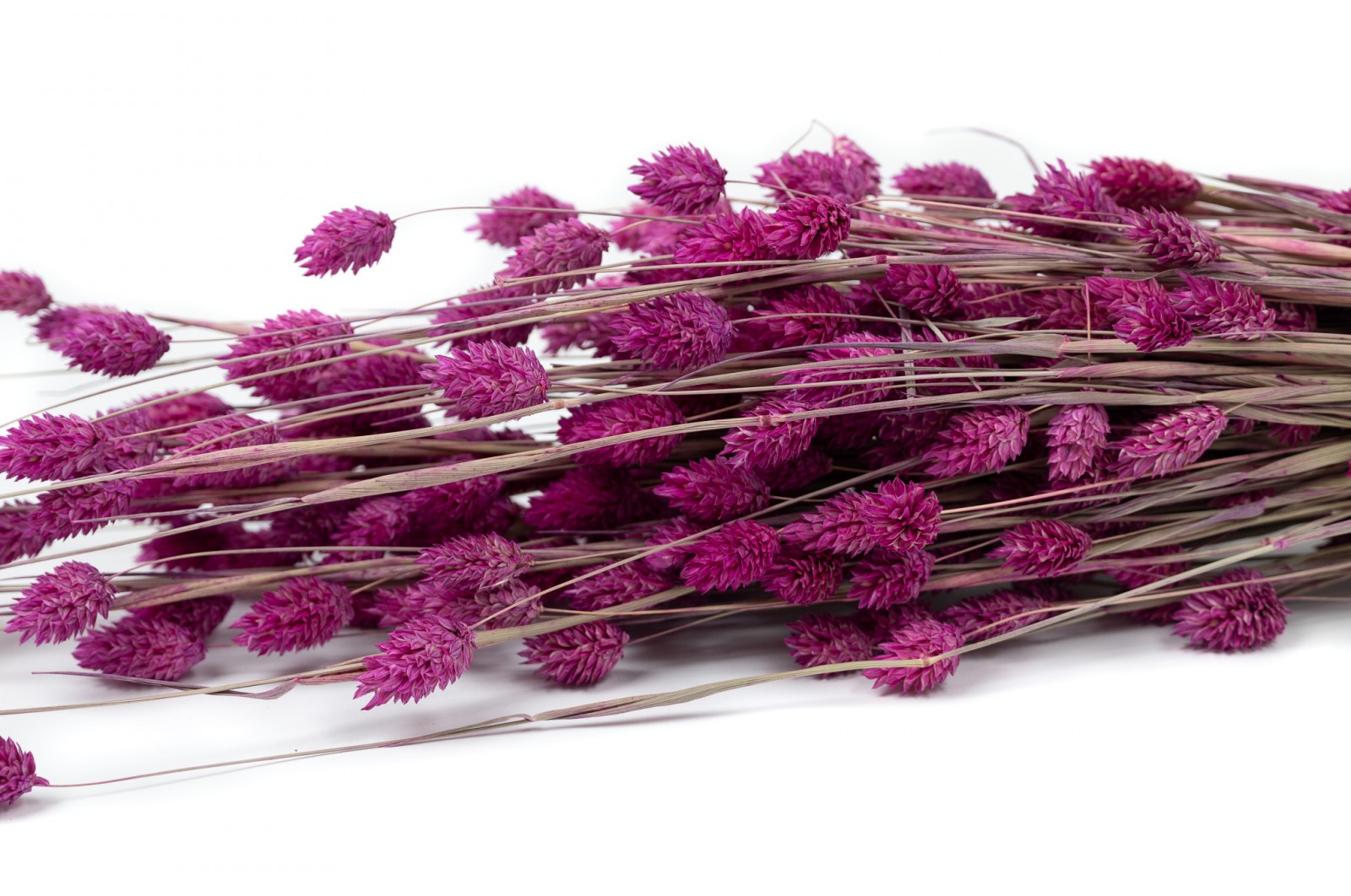 Dried phalaris (18) dried-phalaris-18